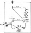 子代病毒