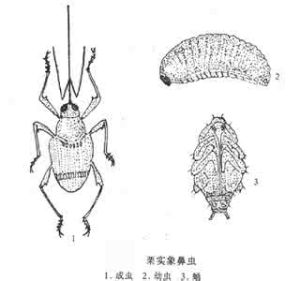 栗實象鼻蟲