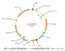 micro RNA