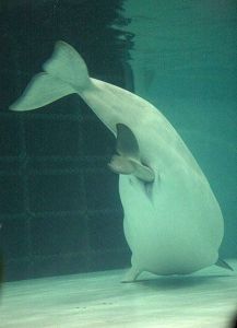 美國芝加哥謝德水族館白鯨順利產仔