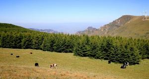 甸頂山牧場