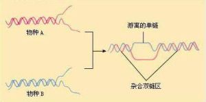 分子雜交反應