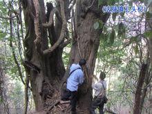 石頭村[雲南省楚雄州雙柏縣法脿鎮石頭村]