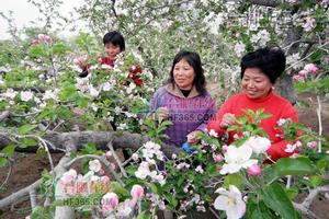 贛榆縣石橋鎮果農在果園為蘋果花進行人工授粉