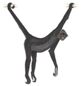 褐蛛猴