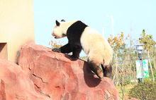 大豐港動物園大熊貓館1高清組圖