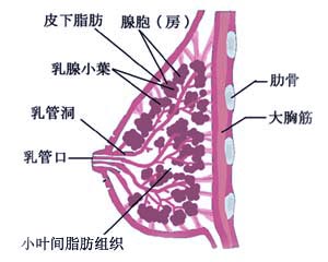 產褥期乳頭皸裂