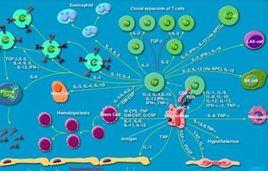 ck[細胞因子（cytokines）]