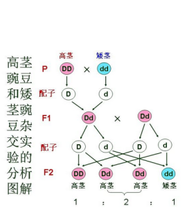 孟德爾遺傳規律