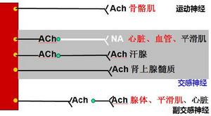 NA分布