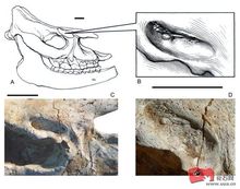 大唇犀頭骨上的巨鬣狗咬痕