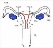 內分泌不孕