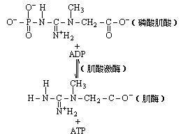 磷酸肌酸分解