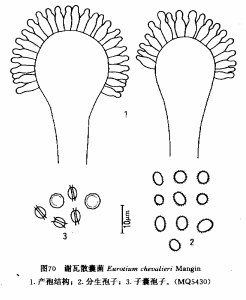 謝瓦散囊菌