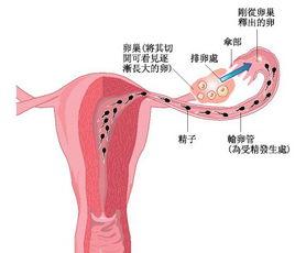 體內受孕