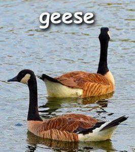 Geese