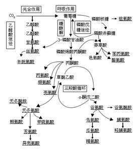 胺基酸代謝庫