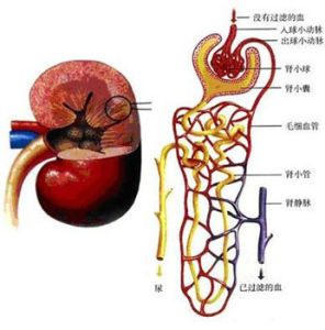 腎性骨病