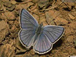 西伯利亞的蝴蝶