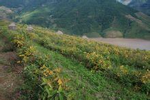 大村村[雲南省臨滄市雲縣栗樹彝族傣族鄉下轄村]