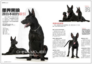 中國墨界犬 CHINA MOJEE