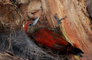 紅啄木鳥