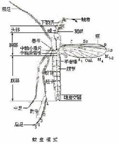 蚊科