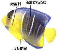 皇后神仙魚