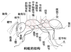 密蟻結構