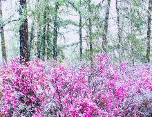 雪中杜鵑花