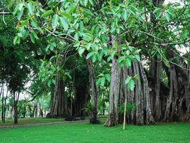 獨樹成林公園