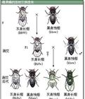 連鎖互換