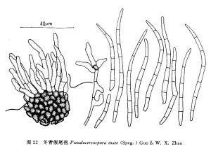 芋假尾孢