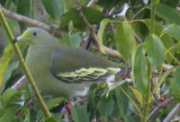 松巴綠鳩