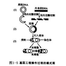 基因工程