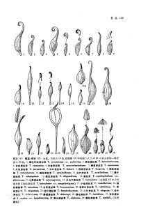 長柱貝加爾唐松草（變種）