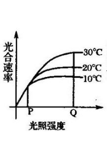 光合速率