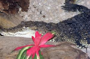 瓜地馬拉鱷Crocodylus Moreletii