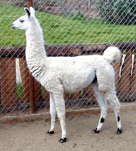 llama