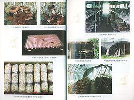 香菇露地栽培