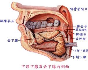 下頜下腺、舌下腺內側面