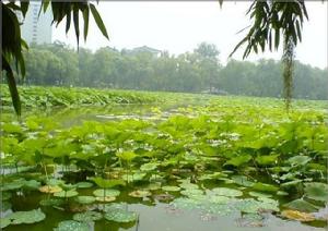 紫竹院公園