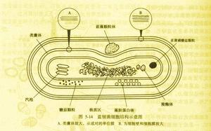 藻膽色素