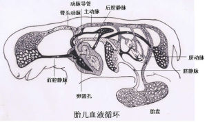 臍動脈