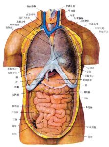 五臟六腑