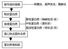 蛋白質的分離純化