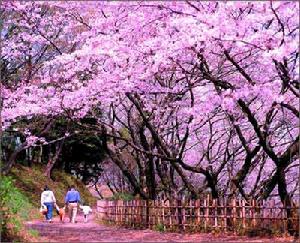 日本櫻花