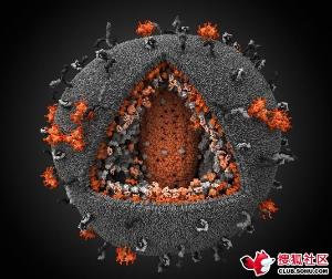 愛滋病毒3D模型