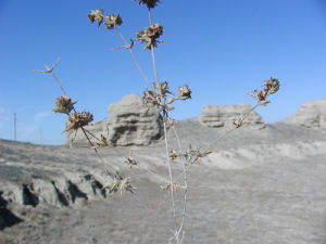 散枝豬毛菜