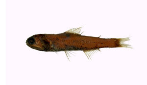 叉尾眶燈魚